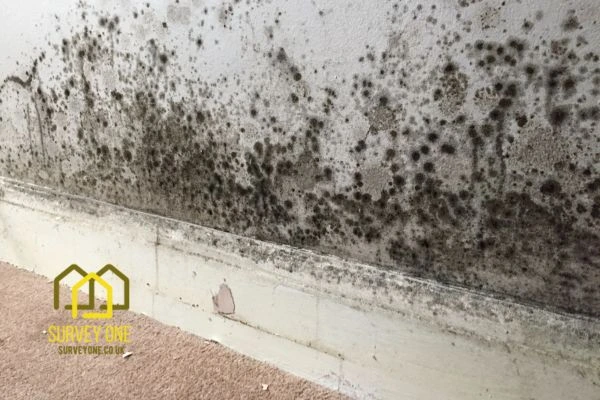 What’s the First Step to Take When You Notice Damp on a Party Wall Windsor?